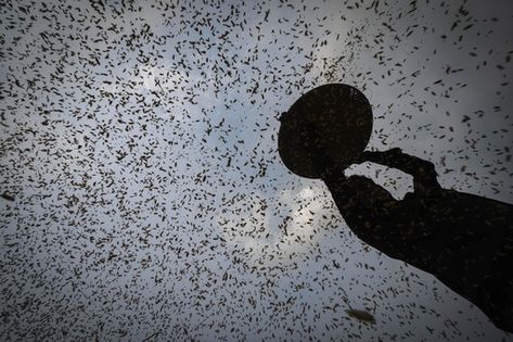 Ukraine Rice Rice crops are being threatened by El Nino after grain supplies were ...