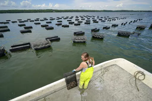 Kelly Punch of the Mere Point Oyster Co. prepares to harvest oysters from farm of floating crates on Maquoit Bay, Sunday, June 12, 2022, in Brunswick, Maine. Maine is producing more oysters than ever due to a growing number of shellfish farms that have launched off its coast in recent years. The state’s haul of oysters, the vast majority of which are from farms, grew by more than 50% last year to more than 6 million pounds. (AP Photo/Robert F. Bukaty)