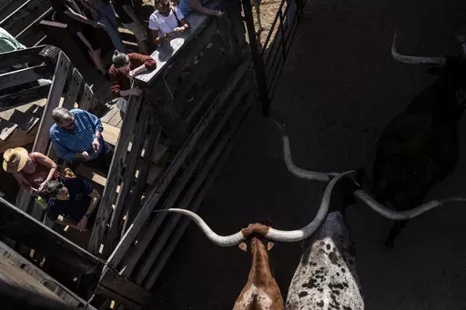 People watch as longhorn cattle are returned to their pen at the end of the world's only twice daily cattle drive in historic Forth Worth, Texas, Friday, April 21, 2023. Beef was at the heart of Texas long before there was a Texas. Since the early 1600s, ranchers raising cattle would cement the image of longhorn steers, rugged cowboys and awe-inspiring vistas into the nation's consciousness as what it means to be a Texan. The state has changed dramatically since then, but that image remains toda