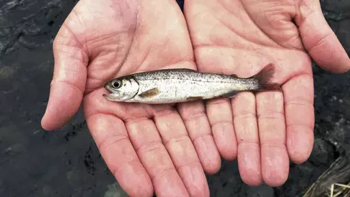 A juvenile coho salmon is held by a fish biologist at the Lostine River, March 9, 2017, in Lostine, Ore. The number of fish on the government's overfishing list sunk to a new low in 2023, a sign of healthy U.S. fisheries, federal officials said. (AP Photo/Gillian Flaccus, File)