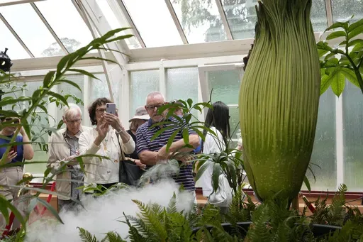 People view an endangered plant known as the "corpse flower" for its putrid stink, which is about to bloom at the Royal Botanical Gardens in Sydney, Australia, Thursday, Jan. 23, 2025. (AP Photo/Rick Rycroft)