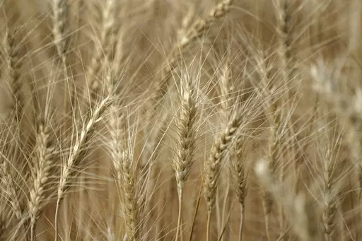 Stalks of wheat are shown ready to be harvested, Tuesday, Aug. 18, 2020, near Moscow, Idaho. Following the collapse of a major dam in southern Ukraine, global prices of wheat and other key consumer goods climbed higher on Tuesday.(AP Photo/Ted S. Warren, File)