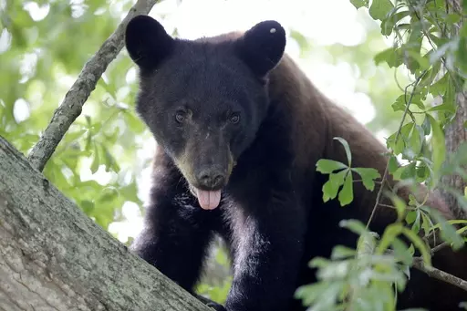 A Louisiana black bear, sub-species of the black bear that was protected under the Endangered Species Act, is seen in a water oak tree, May 17, 2015, in Marksville, La. A move is underway that wildlife advocates hope will persuade the state to end plans to overturn a nearly 40-year-old hunting ban on Louisiana black bears. The petition had just over 7,500 signatures as of Wednesday, Jan. 17, 2024. (AP Photo/Gerald Herbert, File)