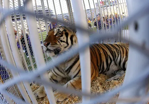Louisiana State University's mascot, Mike the Tiger, is seen on the field before the NCAA college football game against Furman in Baton Rouge, La., Oct. 26, 2013. (AP Photo/Jonathan Bachman, File)