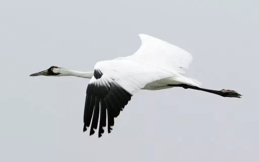 A whooping crane flies over the Aransas Wildlife Refuge in Fulton, Texas, Dec. 17, 2011. Scientists are concerned a devastating drought could hurt the recovery of the 300 endangered whooping cranes that winter in Texas. An environmental group says the Biden administration has made secret plans to weaken protection for the world's rarest crane. The U.S. Fish and Wildlife Service says it has not decided whether to propose reclassifying whooping cranes from endangered to threatened. The Center for 