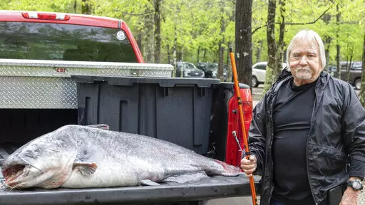 This April 11, 2022 photo provided by the Mississippi Department of Wildlife, Fisheries and Parks and taken in Jackson, Miss. shows  Eugene Cronley of Brandon and the record setting 131-pound (59.4-kilogram) blue catfish he caught, April 7 in the Mississippi River near Natchez. (Blythe Summers/Mississippi Department of Wildlife, Fisheries and Parks, via AP)