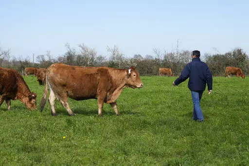 Farmer Philippe Dutertre walks to toward his cows in a meadow in Chemire-Le-Gaudin, western France, Friday, March 18, 2022. Farmers worldwide are weighing whether to change their planting patterns and grow more wheat this spring as Russia's war in Ukraine has choked off or thrown into question grain supplies from a region known as “the breadbasket of the world.” Dutertre hasn't decided whether to expand his wheat patch given soaring energy and electricity costs. (AP Photo/Francois Mori)