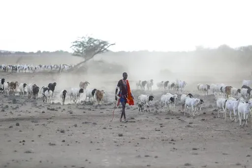 A Maasai man walks with his livestock in search of grassland for them to graze, at Ilangeruani village, near Lake Magadi, in Kenya, Nov. 9, 2022. The conference known as COP15, which begins Tuesday, Dec. 6, hopes to set goals for the world for the next decade to help conserve the planet's biodiversity and stem the loss of nature. (AP Photo/Brian Inganga, File)