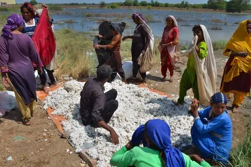 Villager women empty their cotton filled shawls on a pile after collecting it from cotton crops, which was damaged by floodwaters due to heavy monsoon rains, in Tando Jam near Hyderabad, a district of southern Sindh province, Pakistan, Saturday, Sept. 17, 2022. Nearly three months after causing widespread destruction in Pakistan's crop-growing areas, flood waters are receding in the country, enabling some survivors to return home. The unprecedented deluges have wiped out the only income source f