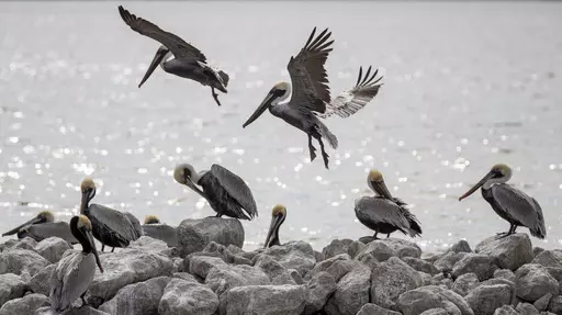 Brown and White Pelicans gather on the shoreline of Bess Island near Grand Isle, La. Monday, Feb. 3, 2020. Queen Bess Island is a 37-acre island located near Grand Isle in Jefferson Parish. It is the fourth largest brown pelican rookery in Louisiana, producing 15-20 percent of the state's nesting activity. It is also nesting habitat for about 10 species of nesting colonial water birds, such as tri-colored herons, great egrets and royal terns. (David Grunfeld/The New Orleans Advocate via AP)
