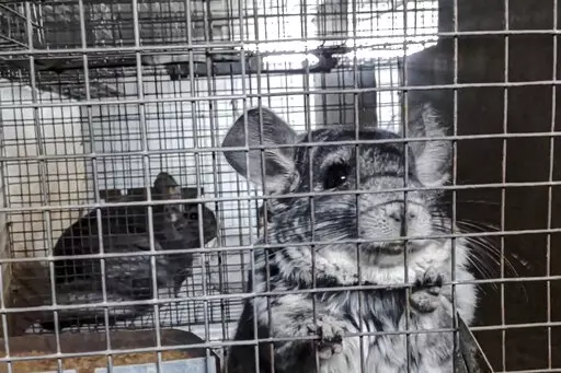 In this undated 2021 photo provided by Humane Society International/Europe, chinchillas inside cages where they are bred for fur at an undisclosed location in Romania. An animal welfare charity says an undercover investigation has uncovered cruel and allegedly illegal practices in Romania's chinchilla fur farms. Humane Society International has now appealed to Romania's prime minister to “stop this atrocious suffering in the name of fashion” and completely ban fur farming in the Eastern Euro