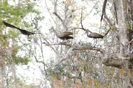 This photo, provided by Delaina LeBlanc,miigratory birds coordinator for the Barataria-Terrebonne National Estuary Program, shows speckled limpkins at Lake LeBoeuf in Louisiana on Dec. 27, 2021. LeBoeuf and Nicholls State University graduate students Shasta Kamara and Casey Greufe are conducting Louisiana's first census of the bird, which is widespread in South America but in the U.S. is known to live only in Florida and south Georgia.  (Delaina LeBlanc via AP)