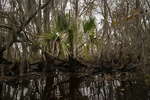 Palmetto leaves are seen along a bank in the Maurepas Swamp in Ruddock, La., Sunday, Dec. 13, 2020. (AP Photo/Gerald Herbert)