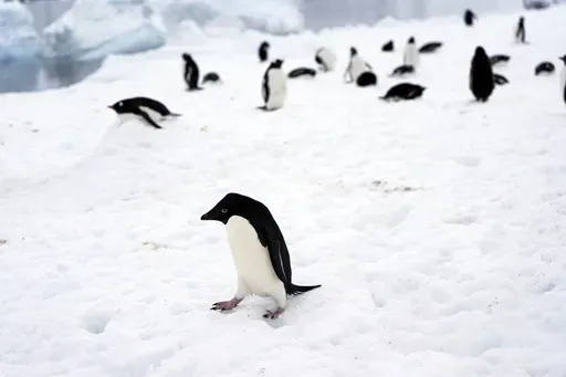 A penguin's colony is visible near Bransfield Strait shore, Antarctica, Wednesday, Nov. 23, 2023. (AP Photo/Jorge Saenz)