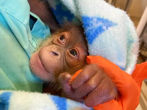 This undated photo provided by the Audubon Zoo on Monday, Dec. 27, 2022 shows a male infant Sumatran orangutan born to Menari at the zoo in New Orleans on Friday, Christmas Eve. His twin was stillborn, officials at the Audubon Zoo said Monday. (Audubon Zoo via AP)