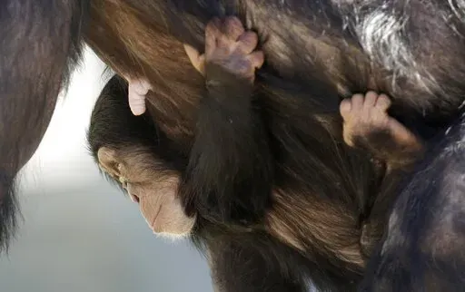 A baby chimp clings to its mother as she walks at Chimp Haven in Keithville, La., Tuesday, Feb. 19, 2013. An animal rights group has filed a federal complaint, Friday, June 17, 2022, against the national sanctuary for federally owned chimpanzees once used for experiments.  A federal citation and Chimp Haven’s own reports about an escape and about deaths caused by fights among chimpanzees show the sanctuary’s care is poor, according to Stop Animal Exploitation Now. (AP Photo/Gerald Herbert)