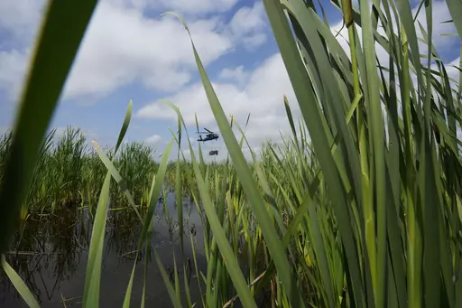 A Louisiana National Guard helicopter crew carries a bundle of Christmas trees to be dropped into the marsh, as barrier protection to the shoreline, in the Bayou Sauvage Urban National Wildlife Refuge in New Orleans, Wednesday, April 26, 2023. (AP Photo/Gerald Herbert)