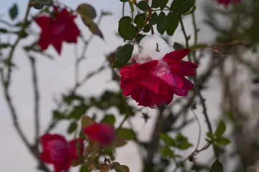 Rose bushes stand in the snow on Tuesday, Jan. 21, 2025, in Houston. (AP Photo/Ashley Landis)