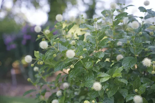 This undated image provided by Proven Winners ColorChoice shows a dwarf Cephalanthus occidentalis "Sugar Shack" button bush in bloom. (Timothy D. Wood/Proven Winners ColorChoice via AP)