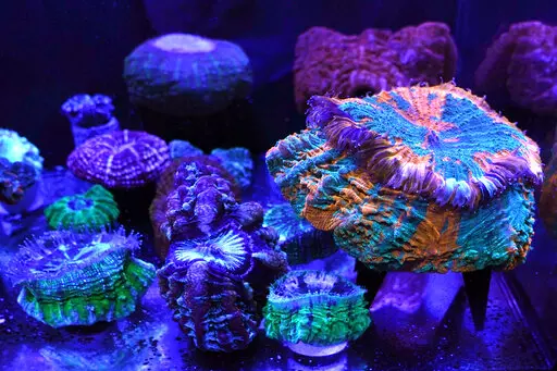 A variety of fluorescent and fleshy solitary stony corals are on display at the Coral Morphologic lab, Wednesday, March 2, 2022, in Miami. Coral Morphologic was founded by marine biologist Colin Foord and musician J.D. McKay to raise awareness about dying coral reefs, presenting the issue through science and art. (AP Photo/Lynne Sladky)