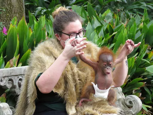 Roux, a baby orangutan born on Christmas Eve, 2021, grips assistant curator of primates Kelsey Forbes' fingers as she lifts him to strenthen his grip and arm muscles on Tuesday, Feb. 22, 2022, at the Audubon Zoo in New Orleans. Staffers showed some of the "baby boot camp" exercises used to strengthen Roux so he can be reunited with his mother and then join the zoo's other orangutans. (AP Photo/Janet McConnaughey)