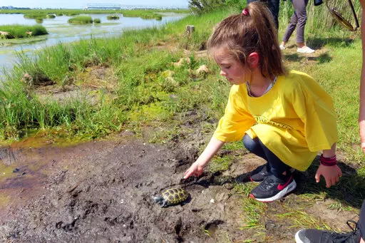 A kindergarten student releases a turtle back into the wild at the Wetlands Institute in Stone Harbor, N.J., Wednesday, June 8, 2022. A class of kindergarten students released 17 turtles that were raised from the eggs of female turtles that were struck and killed by cars. The program run by the Wetlands Institute, Stockton University and Stone Harbor schools has returned thousands of turtles into the wild over the past 25 years. The turtles were either rescued from dangerous places like roadside