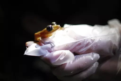 A researcher holds a Coqui Guajon or Rock Frog (Eleutherodactylus cooki) at a tropical forest in Patillas, Puerto Rico on March 21, 2013. A study published Wednesday, Oct. 4, 2023, in the journal Nature has found that amphibians are the world's most threatened group of vertebrate species. (AP Photo/Ricardo Arduengo, File)