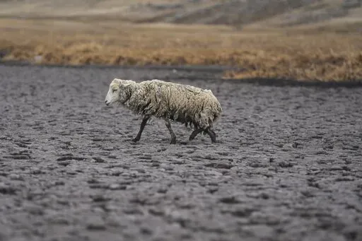An emciated sheep walks on the dry bed of the Cconchaccota lagoon in the Apurimac region of Peru, Friday, Nov. 25, 2022. The lagoon located at 4,100 meters above sea level has been a source of trout, fun for children eager to swim, beauty as flamingos flew from over the mountains and water for thirsty sheep. Nowadays, however, an ongoing drought has dried up the lagoon. (AP Photo/Guadalupe Pardo)