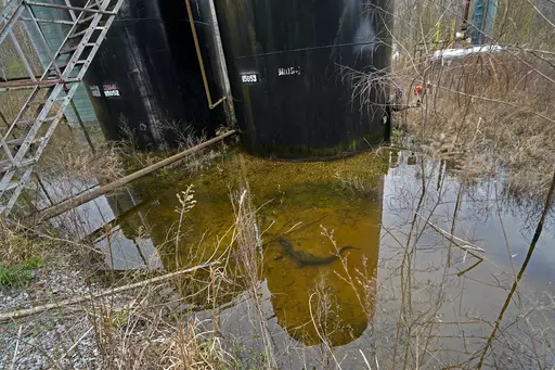 A small alligator swims in the collected water around the dilapidated infrastructure of the B-5 orphan well site in the Atchafalaya National Wildlife Refuge in Lottie, La., Thursday, Feb. 16, 2023. (AP Photo/Gerald Herbert)