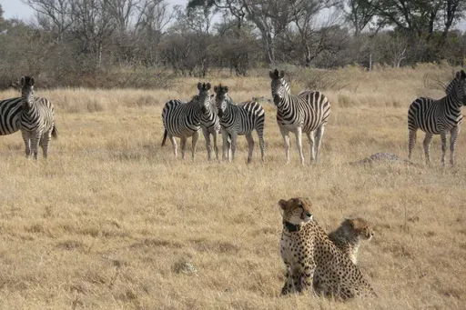 In this photo provided by Briana Abrahms, a female cheetah and her cub sit watchfully in front of a herd of zebra in northern Botswana on Aug. 23, 2011. The female wears a GPS collar as part of a study. Cheetahs are usually daytime hunters, but the speedy big cats will shift their activity toward dawn and dusk hours during warmer weather, according to a study published Wednesday, Nov. 8, 2023, in the journal Proceedings of the Royal Society B. Unfortunately for endangered cheetahs, that sets the