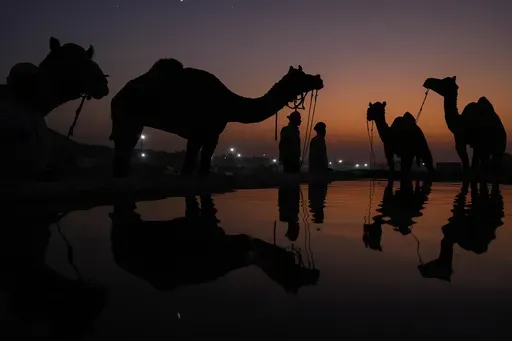 Camel herders bring their animals to a water tank at a camel fair in Pushkar, in the northwestern Indian state of Rajasthan, Tuesday, Nov. 5, 2024. (AP Photo/Deepak Sharma)