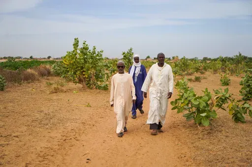 Herders and farmers from left, Adama Sow, Oumar Ba and Daka Sow walk outside Niéti Yone, northern Senegal, Tuesday, Dec. 10, 2024. (AP Photo/Jack Thompson)
