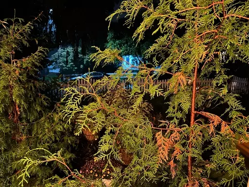 This Oct. 30, 2023 image provided by Jessica Damiano shows the normal seasonal browning of inner needles on an arborvitae tree on Long Island, New York. (Jessica Damiano via AP)