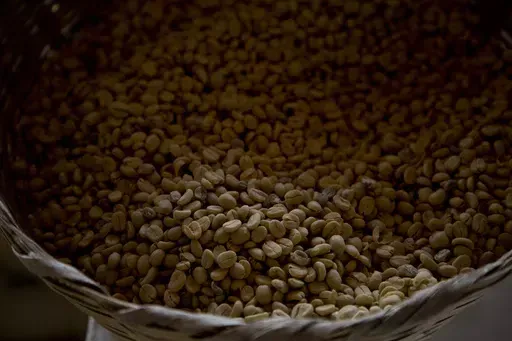 Arabica coffee beans harvested the previous year are stored at a coffee plantation in Ciudad Vieja, Guatemala, on May 22, 2014. In a study published in the journal Nature Genetics on Monday, April 15, 2024, researchers estimate that Coffea arabica came to be from natural crossbreeding of two other coffee species over 600,000 years ago. (AP Photo/Moises Castillo, File)