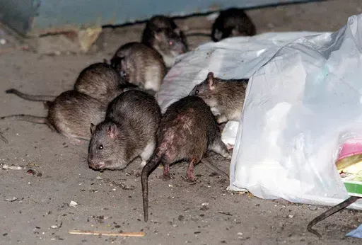 Rats swarm around a bag of garbage near a dumpster in New York, July 7, 2000. New York lawmakers are proposing rules to humanely drive down the population of rats and other rodents, eyeing contraception and a ban on glue traps as alternatives to poison or a slow, brutal death. (AP Photo/Robert Mecea, File)