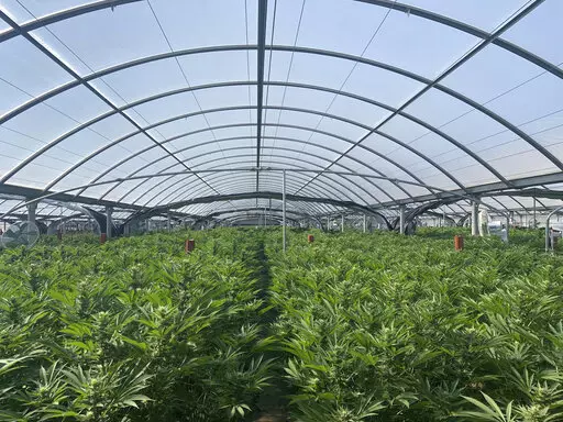 This photo released by the Riverside Police Department shows an illegal pot farm in Riverside, Calif., on April 18, 2019. California Attorney General Rob Bonta announced Tuesday, Oct. 11, 2022, the state will expand it's 13-week program to eradicate illegally cultivated cannabis to a year-round program. The Eradication and Prevention of Illicit Cannabis, (EPIC) program will focus on addressing environmental, economic and labor crimes associated with the illegal cultivation of marijuana. (Riversi