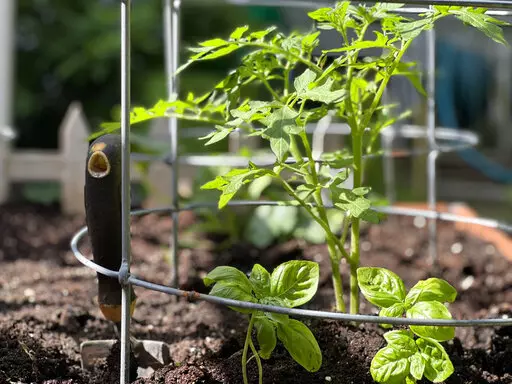 This May 23, 2022, photo provided by Jessica Damiano shows tomatoes and basil planted together in Glen Head, N.Y. The two make wonderful (garden) bedfellows, as basil discourages certain insects from attacking tomatoes, and may even help improve their flavor. (Jessica Damiano via AP)