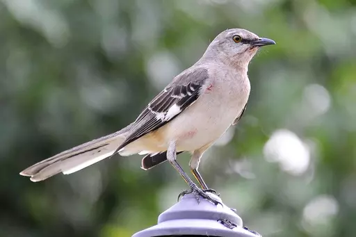 A northern mockingbird appears on April 28, 2015, in Houston. Birding’s popularity soared during the pandemic, when people were eager to get outside. Merlin, a free app, is able to identify birds solely by sound. (AP Photo/Pat Sullivan, File)