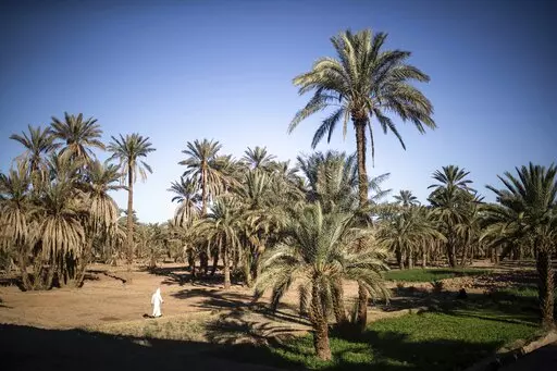 A man walks next to agricultural lands in the Alnif oasis town, near Tinghir, Morocco, Tuesday, Nov. 29, 2022. The centuries-old oases that have been a trademark of Morocco are under threat from climate change, which has created an emergency for the kingdom's agriculture. (AP Photo/Mosa'ab Elshamy)