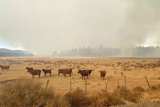 CORRECTS DATE OF IMAGE - In this image provide by Mandy Taylor, smoke from a prescribed burn looms over cattle belonging to the Holliday family on Oct. 13, 2022, near the town of John Day, Ore. On Oct. 19, 2022, the U.S. Forest Service crew resumed the prescribed burn and the fire spread onto the Holliday family's ranch. The family is applauding the arrest of the leader of a U.S. Forest Service crew that carried out the prescribed burn in the Malheur National Forest. (Mandy Taylor via AP)
(Mand