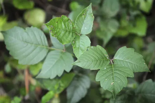 A poison ivy plant appears at Lancaster County Park, in Lancaster, Pa., on July 22, 2010. Botanically known as Toxicodendron radicans, poison ivy contains oily chemical compounds called urushiols in its leaves, stems and roots. (Marty Heisey/LNP/LancasterOnline via AP, File)