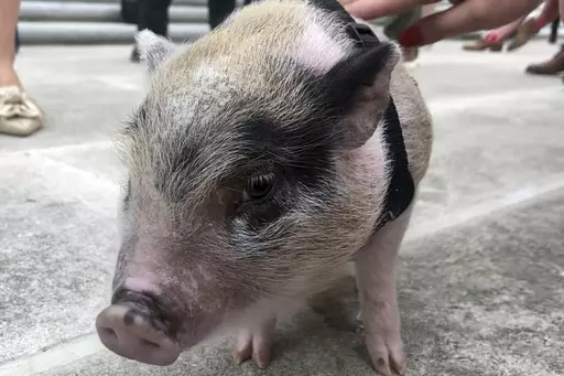 In this image taken from video, a piglet dubbed Earl “Piglet” Long, is shown Wednesday, Feb. 28, 2024, in Baton Rouge, La. The baby pig, who was rescued after being tossed like a football near a Mardi Gras event in New Orleans, was “pardoned” Wednesday and has found a permanent home with Louisiana state Rep. Lauren Ventrella. (AP Photo/Sara Cline)