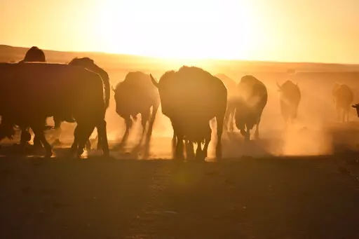 Bison awaiting transfer to Native American tribes walk in a herd inside a corral at Badlands National Park, on Oct. 13, 2022, near Wall, S.D. U.S. Interior Secretary Deb Haaland on Friday is expected to announce a secretarial order that's meant to help more tribes establish bison herds, along with $25 million in federal spending for such efforts. (AP Photo/Matthew Brown,File)