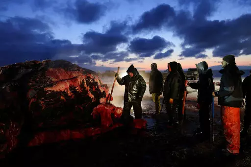 Fredrick Brower, center, helps cut up a bowhead whale caught by Inupiat subsistence hunters on a field near Barrow, Alaska, Oc. 7, 2014. After tidal surges and high winds from the remnants of a rare typhoon caused extensive flood damage to homes along Alaska's western coast in September, the U.S. government stepped in to help residents largely Alaska Natives repair property damage. Residents who opened Federal Emergency Management Agency brochures expecting to find instructions on how to file fo
