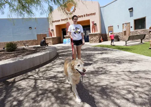 Rori Chang, of Glendale, Ariz., walks with her dog Ava as they leave the Maricopa Country Animal Care & Control facility after Ava was microchipped on June 30, 2023, in Phoenix. As most people look forward to July Fourth celebrations, those with pets are searching for solutions to the anxiety that fireworks bring. (AP Photo/Ross D. Franklin, file)