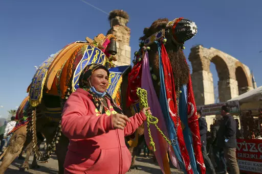 Wrestling camels, bearing elaborately decorated saddles, parade during a contest in Turkey's largest camel wrestling festival in the Aegean town of Selcuk, Turkey, Saturday, Jan. 15, 2022. Ahead of the games, on Saturday, camels were paraded in a beauty pageant titled "the most ornate camel contest" when they are decked out with colorful beaded muzzles, fabrics, pompoms, bells and Turkish flags. (AP Photo/Emrah Gurel)
