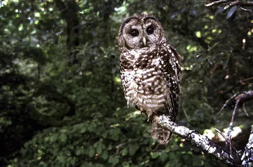 In this June 1995, file photo a Northern Spotted owl sits on a branch in Point Reyes, Calif. Wildlife officials say the northern spotted owl has been listed under the California Endangered Species Act. A federal judge on July 5, 2022, threw out a host of actions by the Trump administration to roll back protections for endangered or threatened species, a year after the Biden administration said it was moving to strengthen those species protections.  (AP Photo/Tom Gallagher, File)