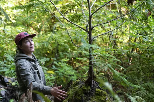 Lisa Ciecko, a Seattle Parks and Recreation plant ecologist, looks at a tree on Friday, Oct. 7, 2022, in Seattle. Cities across the world have promised to plant more carbon-absorbing trees to help fight climate change. Research has shown the shade of mature trees also helps reduce unhealthful “heat islands,” especially in poor neighborhoods.(AP Photo/Stephen Brashear)