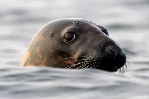 A gray seal swims in Casco Bay, off Portland, Maine, in this Sept. 15, 2020 file photo. Seal die-offs from the bird flu have been detected everywhere from New England to Chile. (AP Photo/Robert F. Bukaty, files)