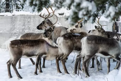 Reindeer in a corral at Lappeasuando near Kiruna, Sweden, await to be released onto the winter pastures on Nov. 30. 2019. Finding food in a cold, barren landscape is challenging, but researchers from Dartmouth College in New Hampshire and the University of St. Andrews in Scotland report that reindeer eyes may have evolved to allow them to easily spot their preferred meal. (AP Photo/Malin Moberg, File)